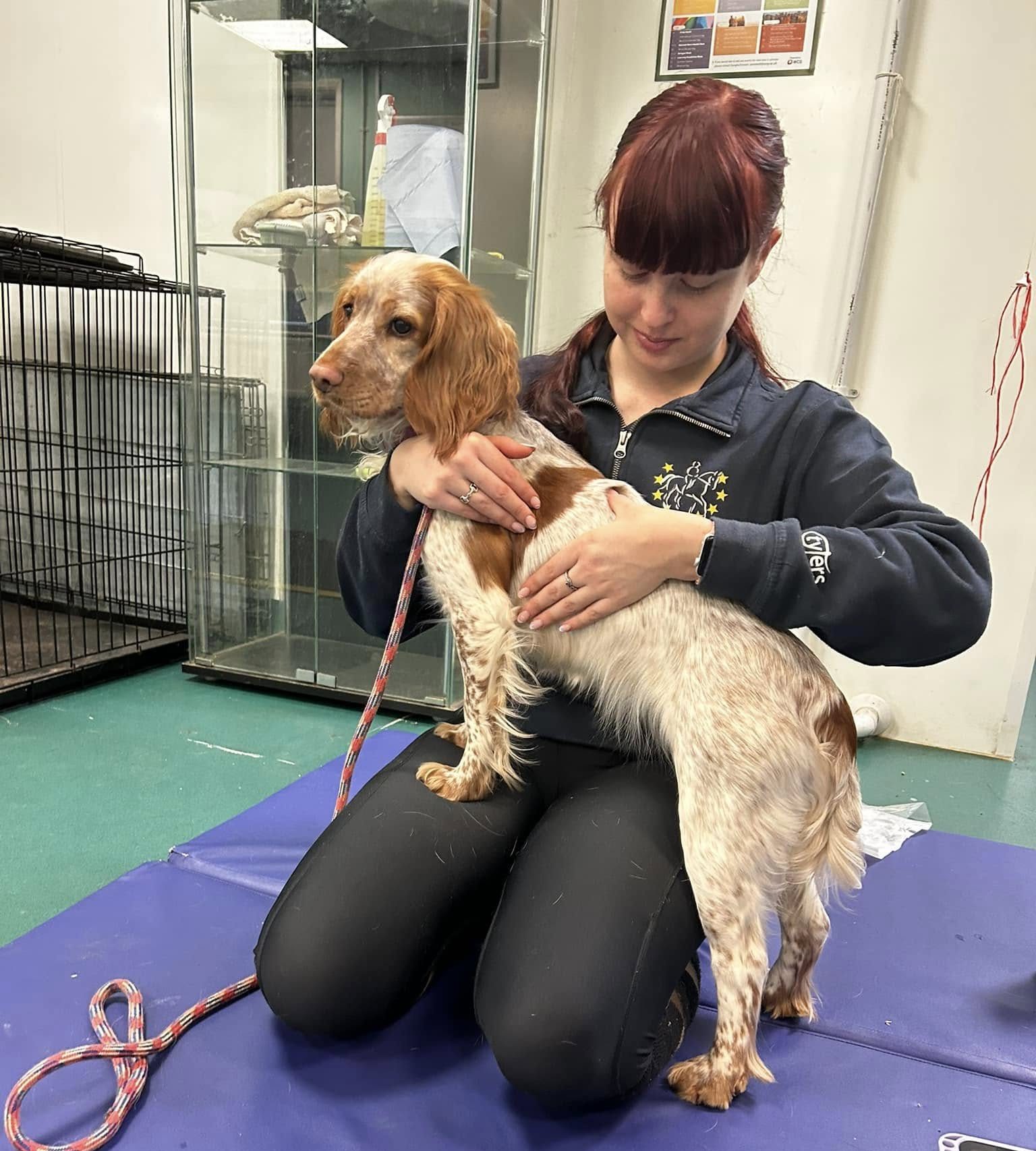 Olivia Prior Veterinary Physiotherapist | Dog Physio treatment