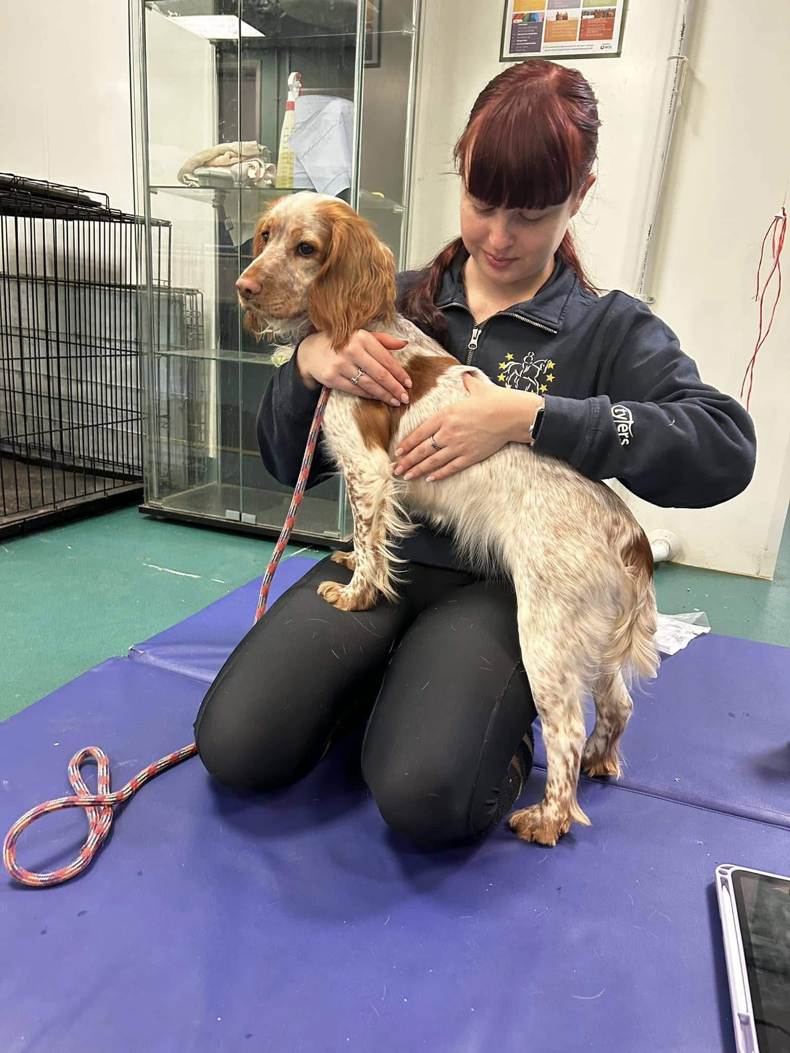Canine Physiotherapy OP Veterinary Physiotherapist