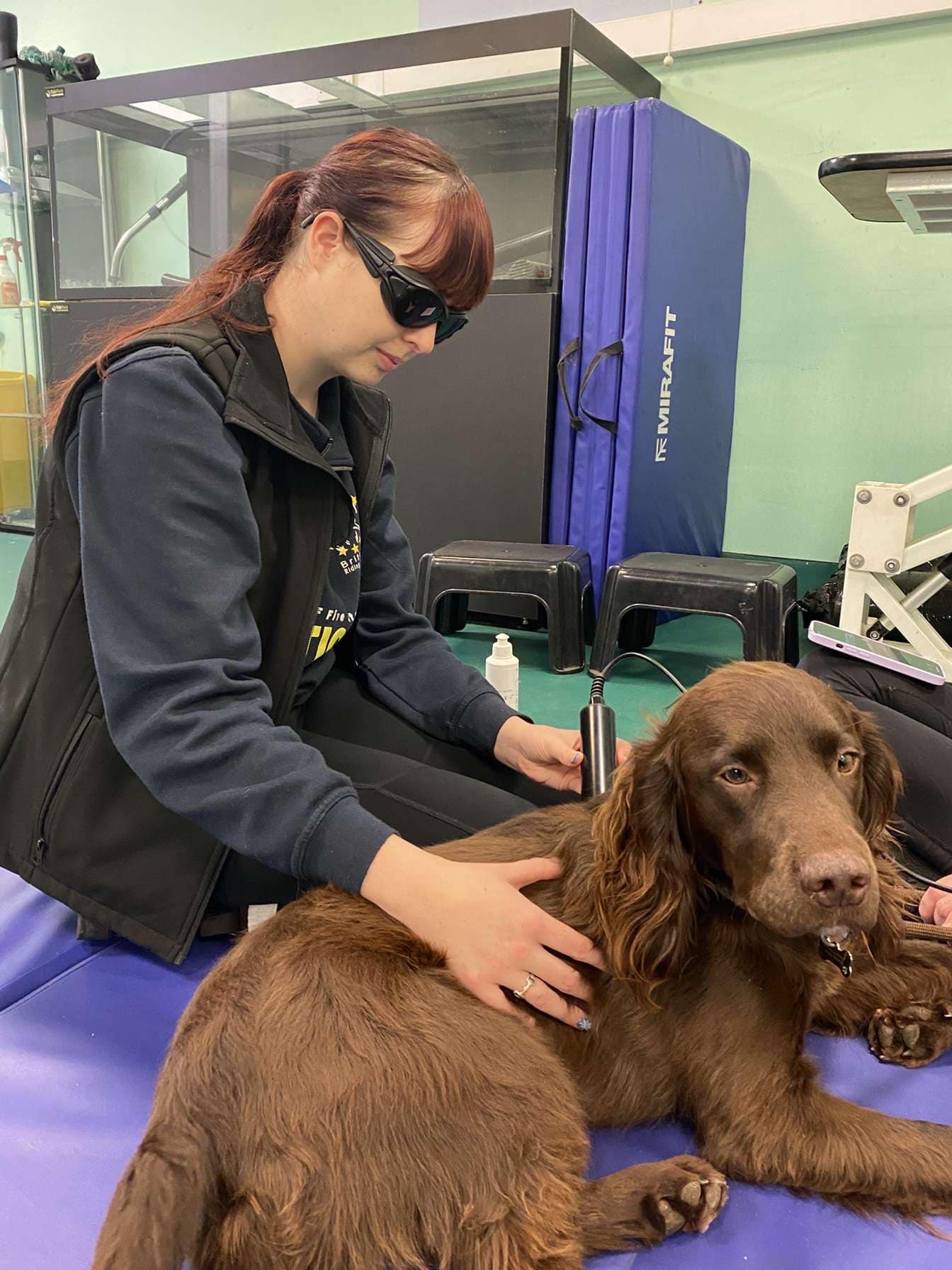 Dog receiving physiotherapy treatment from veterinary physiotherapist in Lancashire