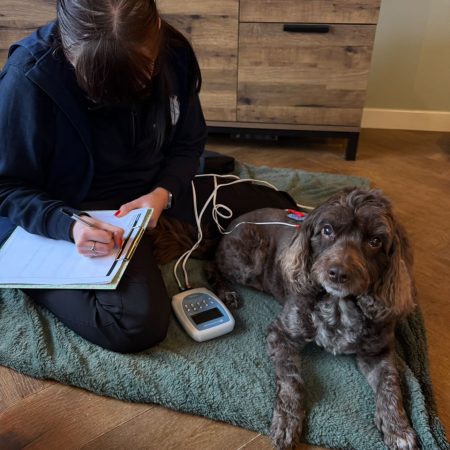 olivia prior veterinary physiotherapist tens treatment canine